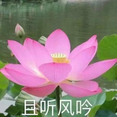 狂暴幻想果盘版下载
